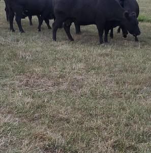 Meet your Posher, Willaim